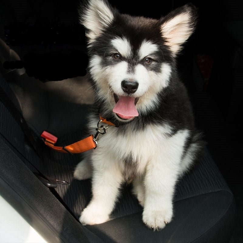 Puppy with a red harness sitting in a car.